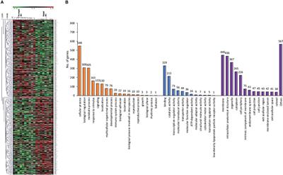 Transcriptomic profiling revealed FZD10 as a novel biomarker for nasopharyngeal carcinoma recurrence